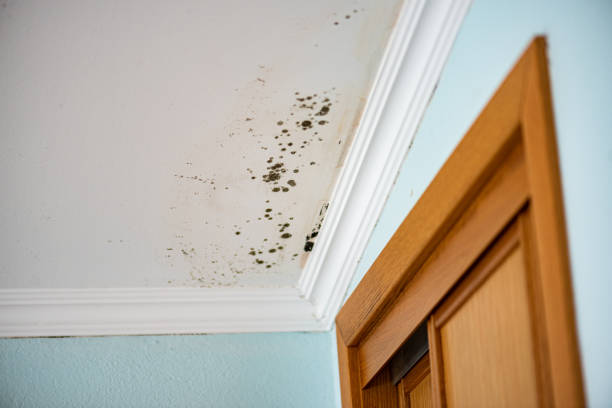 Professional Mold Removal in Bryan, TX